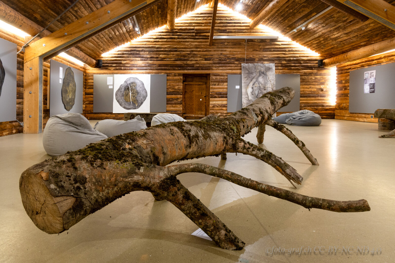 Wide installation view of the fallen beech branch sculpture, with wall-mounted prints behind.